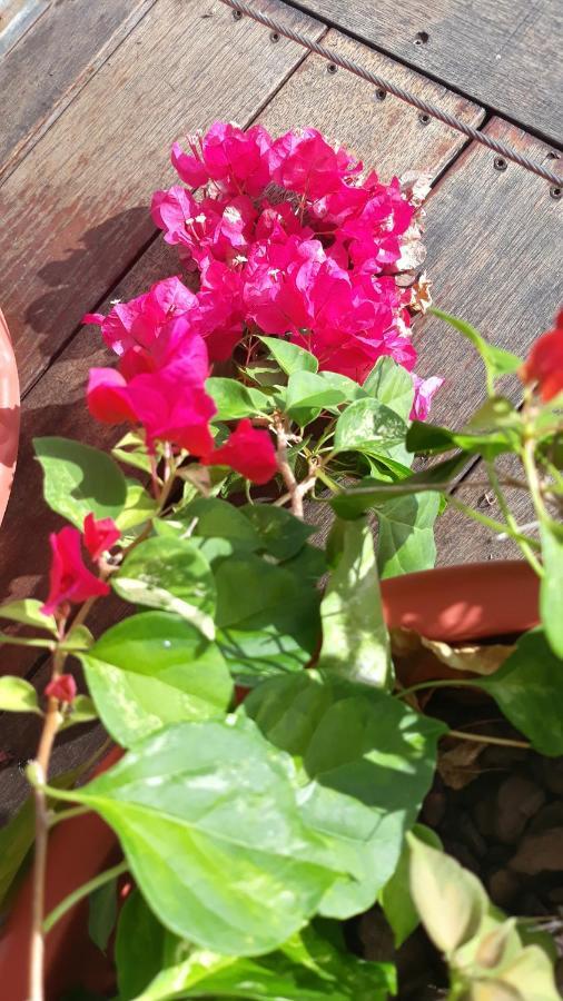 Manava Tahara'A Home Stay Mahina Zewnętrze zdjęcie